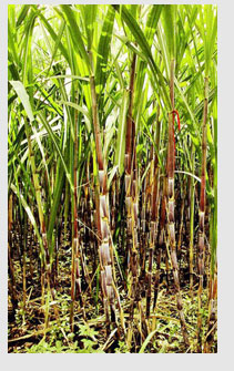 Sugarcane and sugarcane pulp are extensively used to manufacture biodegradable and compostable packaging in Australia
