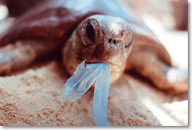 turtle ingesting plastic